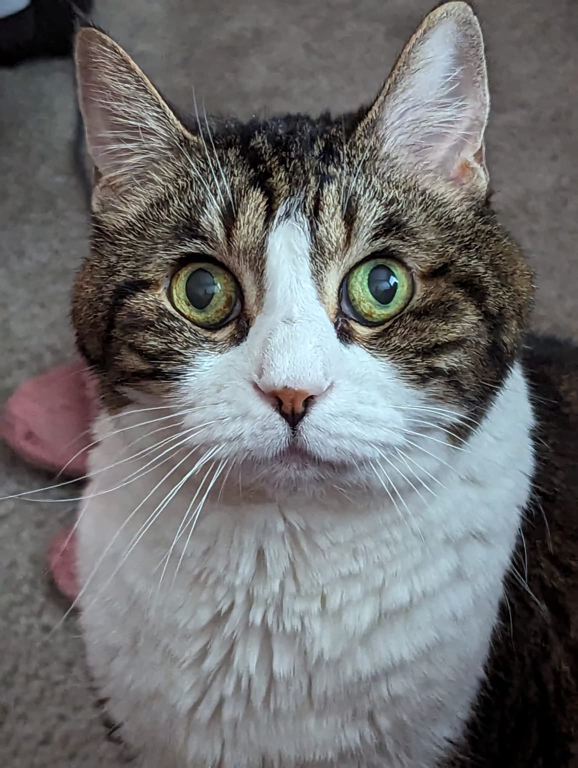 Karma, a tabby and white cat with green-gold eyes, looking straight at the camera.